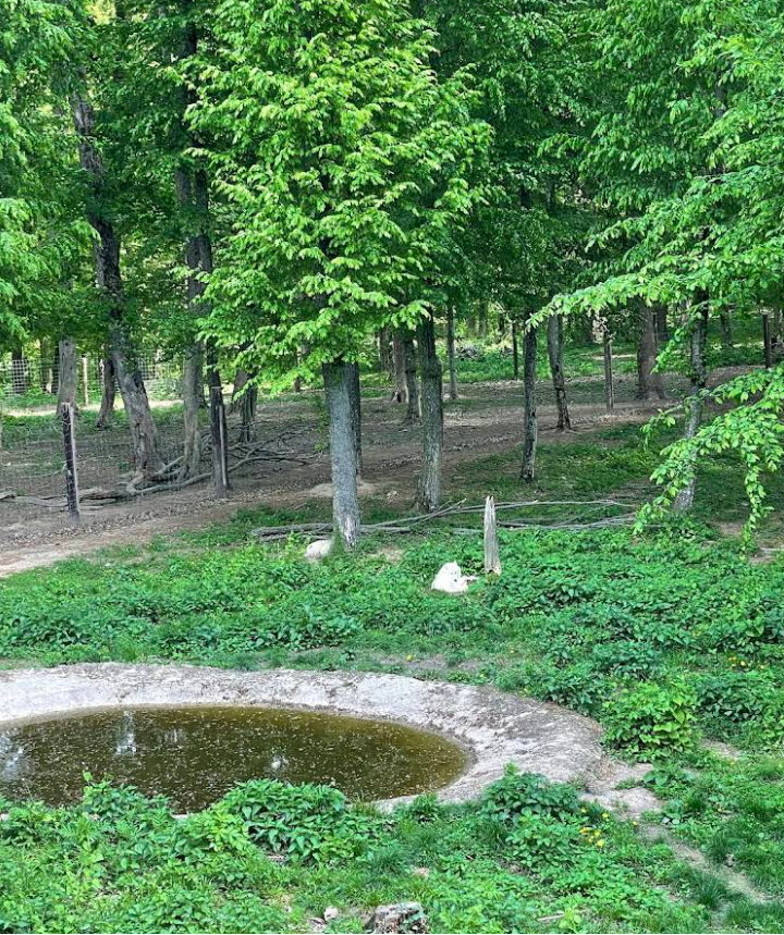 весна